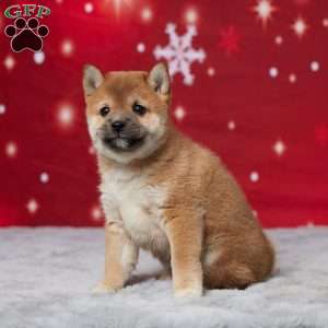 Butch, Shiba Inu Puppy